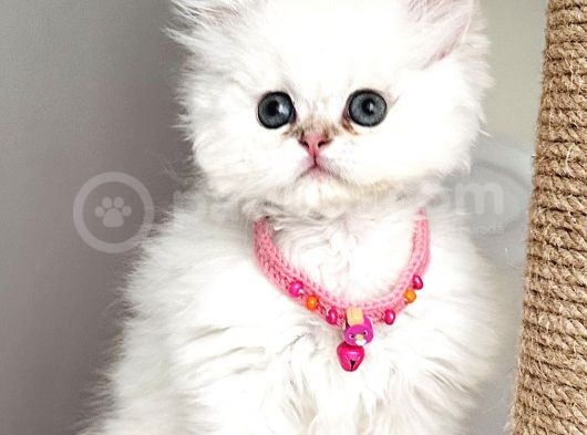 Dişi Chinchilla Pofuduk Dünya Güzeli Bebemiz görsel