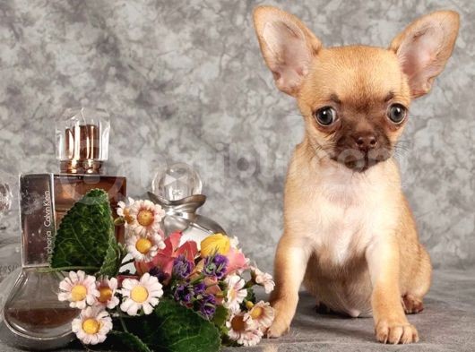 Xxs Mi̇ni̇ Chihuahua Yavrular görsel