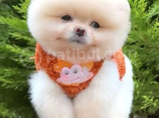 2 Aylık Erke Ve Dişi Pomeranian Bebekler
