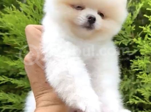 2 Aylık Erke Ve Dişi Pomeranian Bebekler görsel
