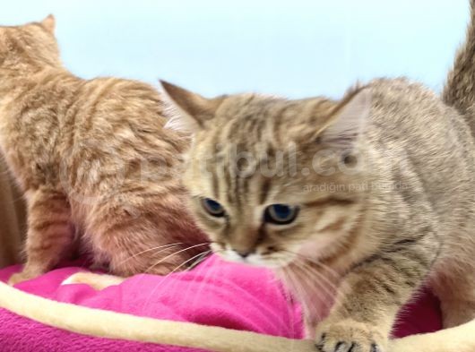 En Güzel Golden British Shorthair Yavrularımız görsel