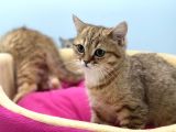 En Güzel Golden British Shorthair Yavrularımız
