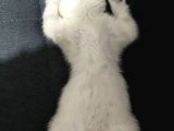 Dişi British Shorthair Blue Point