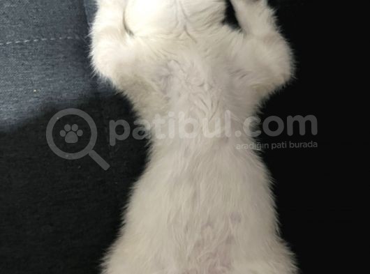Dişi British Shorthair Blue Point görsel