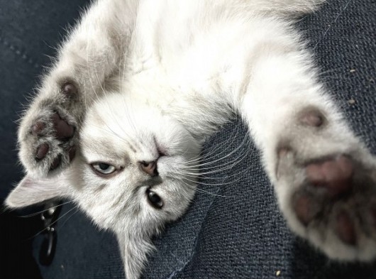 Dişi British Shorthair Blue Point