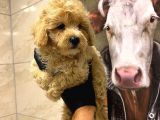 Irk Ve Sağlik Garanti̇li̇ - Mi̇ni̇k Boy Malti̇poo Yavrular Yeni̇ Yuvalarini Ariyor
