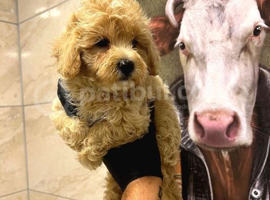 Irk Ve Sağlik Garanti̇li̇ - Mi̇ni̇k Boy Malti̇poo Yavrular Yeni̇ Yuvalarini Ariyor görsel