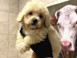 Irk Ve Sağlik Garanti̇li̇ - Mi̇ni̇k Boy Malti̇poo Yavrular Yeni̇ Yuvalarini Ariyor