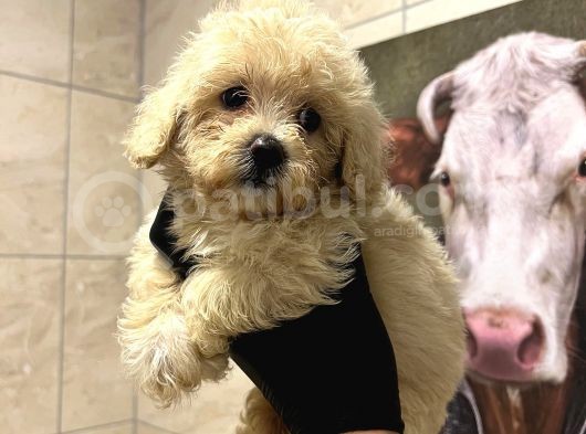 Irk Ve Sağlik Garanti̇li̇ - Mi̇ni̇k Boy Malti̇poo Yavrular Yeni̇ Yuvalarini Ariyor görsel