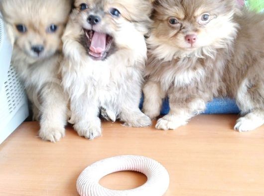 Anne Altından En Güzel Mini Pomeranian Yavrularımız görsel