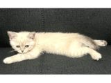 Dişi British Shorthair Blue Point