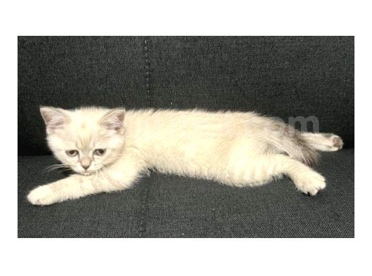 Dişi British Shorthair Blue Point görsel