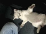 Dişi British Shorthair Blue Point
