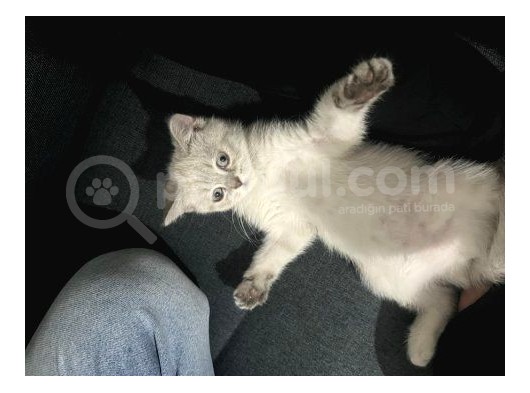 Dişi British Shorthair Blue Point görsel