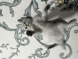 Dişi British Shorthair Blue Point