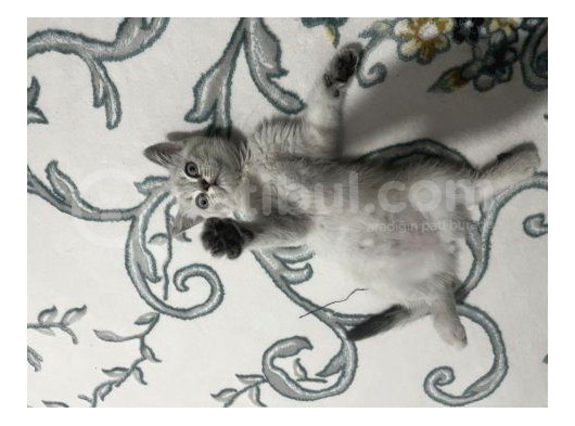 Dişi British Shorthair Blue Point görsel