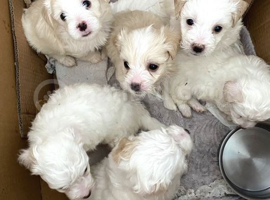 Maltase Yavru Saf Süs Köpekleri görsel