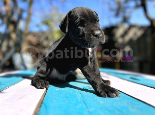 Siyah Cane Corsa Yavrularımız görsel
