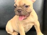 SÜPER GÜZELLİKTE FRENCH BULLDOG BLUE FAWN DİŞİ
