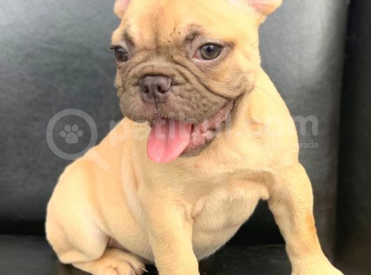 Süper Güzelli̇kte French Bulldog Blue Fawn Di̇şi̇