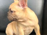 Süper Güzelli̇kte French Bulldog Blue Fawn Di̇şi̇