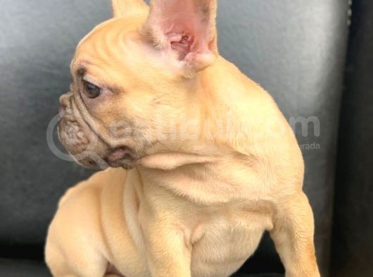 Süper Güzelli̇kte French Bulldog Blue Fawn Di̇şi̇ görsel