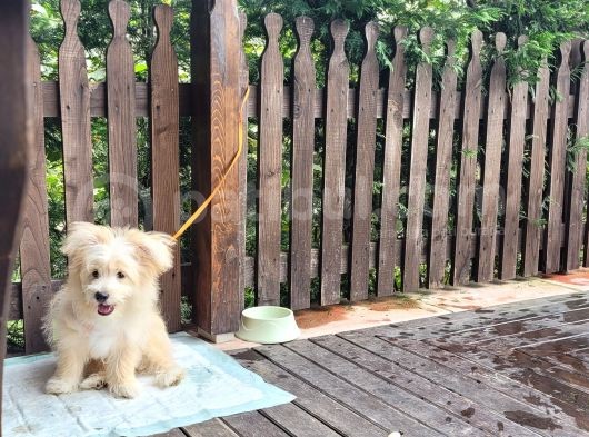 Maltipoo 6 Aylık Tüm Aşıları Yapıldı Temel Tuvalet Eğitimi Ve Temel İtaat Eğitimi Var