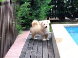 Maltipoo 6 Aylık Tüm Aşıları Yapıldı Temel Tuvalet Eğitimi Ve Temel İtaat Eğitimi Var