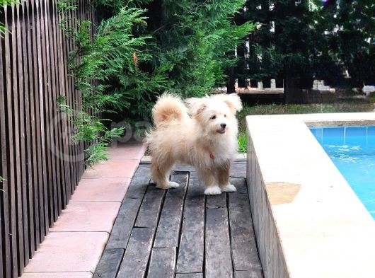 Maltipoo 6 Aylık Tüm Aşıları Yapıldı Temel Tuvalet Eğitimi Ve Temel İtaat Eğitimi Var görsel