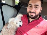 Maltipoo 6 Aylık Tüm Aşıları Yapıldı Temel Tuvalet Eğitimi Ve Temel İtaat Eğitimi Var