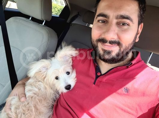 Maltipoo 6 Aylık Tüm Aşıları Yapıldı Temel Tuvalet Eğitimi Ve Temel İtaat Eğitimi Var görsel