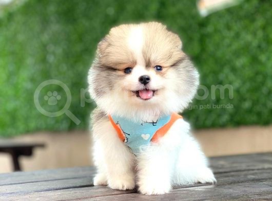 Pomerian Bebeğim görsel