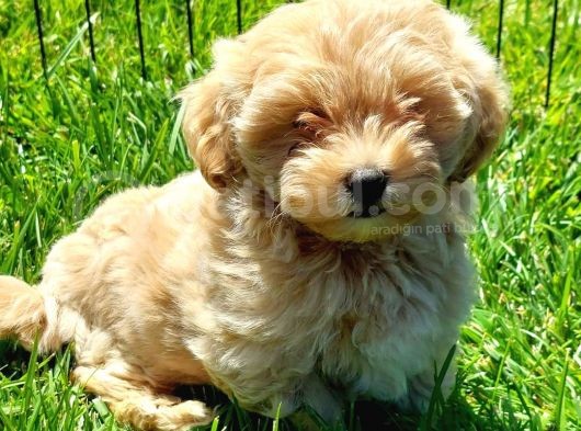 Malti̇po Ci̇nsi̇ 