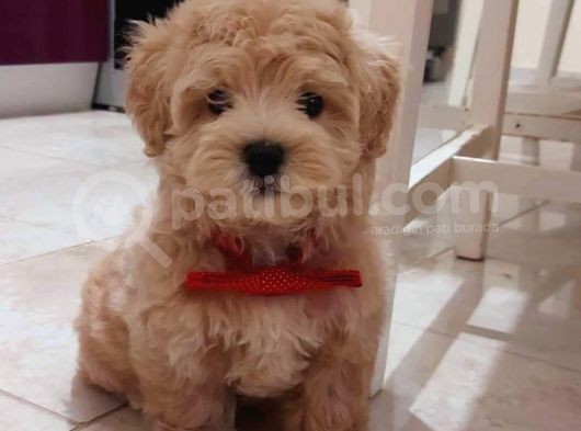 Malti̇po Ci̇nsi̇ 