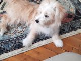 Maltipoo 6 Aylık Tüm Aşıları Yapıldı Temel Tuvalet Eğitimi Ve Temel İtaat Eğitimi Var