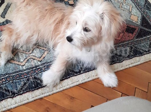 Maltipoo 6 Aylık Tüm Aşıları Yapıldı Temel Tuvalet Eğitimi Ve Temel İtaat Eğitimi Var görsel