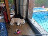 Maltipoo 6 Aylık Tüm Aşıları Yapıldı Temel Tuvalet Eğitimi Ve Temel İtaat Eğitimi Var