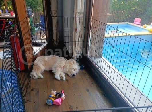 Maltipoo 6 Aylık Tüm Aşıları Yapıldı Temel Tuvalet Eğitimi Ve Temel İtaat Eğitimi Var görsel