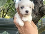 Tea Cup Kore Maltese Yavrularimiz