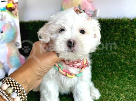 Kar Beyaz Mi̇ni̇ Boy Maltese Bebekleri̇mi̇z görsel