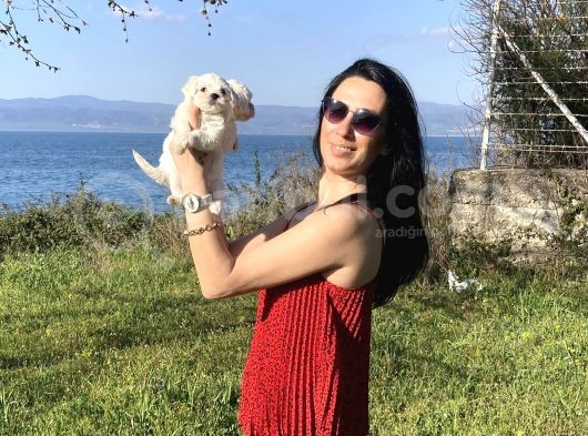 Maltese Yavrularım Sağlık Ve Irk Garantilidir görsel
