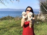 Maltese Yavrularım Sağlık Ve Irk Garantilidir