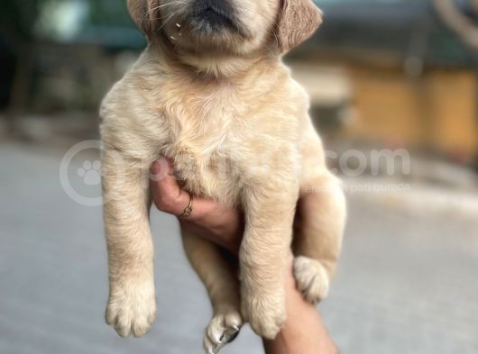 Golden Yavrularım Sağlık Ve Irk Garantilidir görsel
