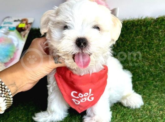 Kar Beyaz Mi̇ni̇ Boy Maltese Bebekleri̇mi̇z görsel