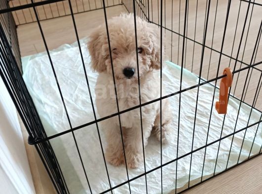 Pofuduk Toy Poodle Yavrular görsel