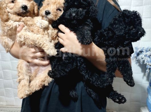 Pofuduk Toy Poodle Yavrular görsel