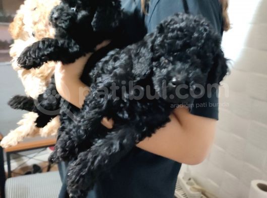Pofuduk Toy Poodle Yavrular görsel