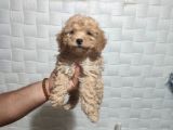 Pofuduk Toy Poodle Yavrular