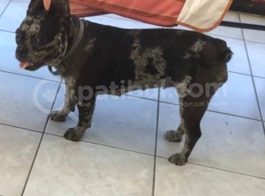 French Buldog görsel