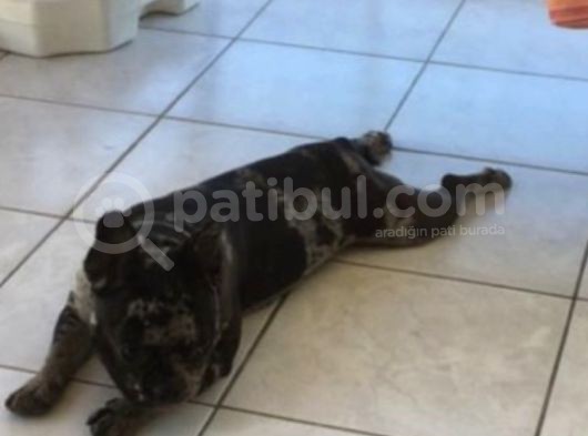 French Buldog görsel